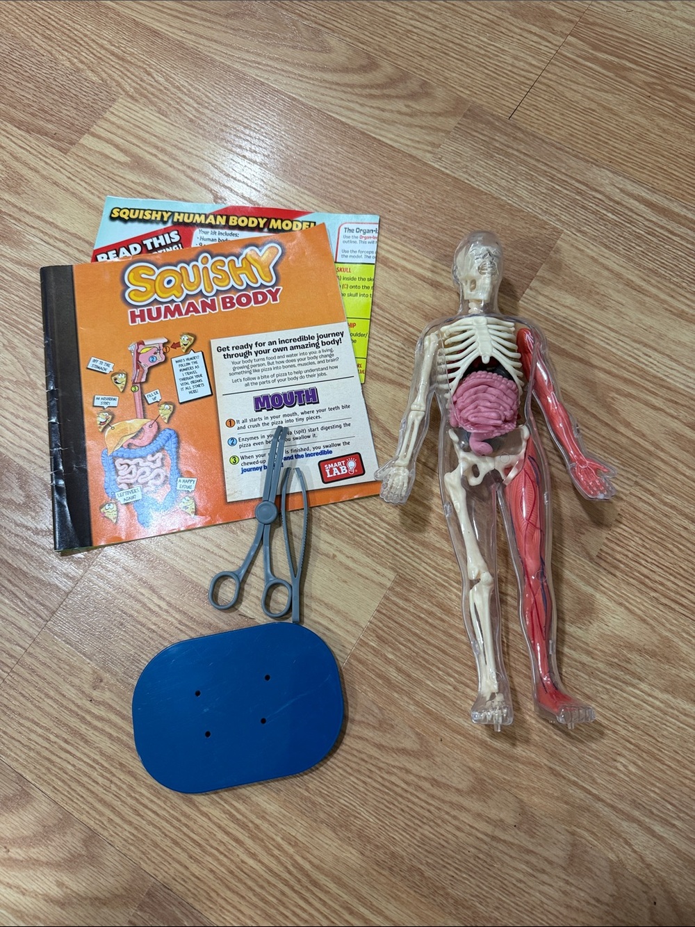 Smart Lab - Squish Human Body - STEAM